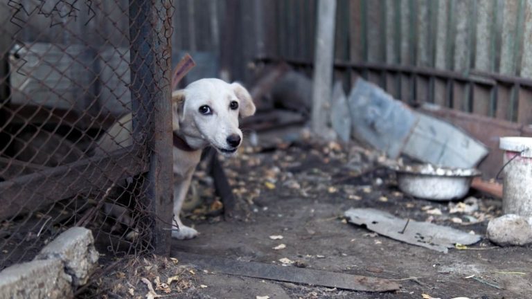 LEGISLACAO-COMPAIXAO-E-EMPATIA-CONTRA-A-CRUELDADE-ANIMAL
